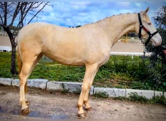 Andalusian, Mare, 3 years, 15.1 hh, Perlino Andalusian, Mare, 3 years, 15.1 hh, Perlino
