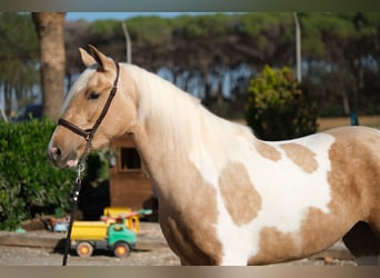 Andalusian, Mare, 3 years, 15,1 hh, Pinto