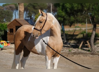 Andalusian, Mare, 3 years, 15,1 hh, Pinto