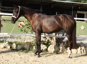 Andalusian, Mare, 3 years, 15.2 hh, Black Andalusian, Mare, 3 years, 15.2 hh, Black