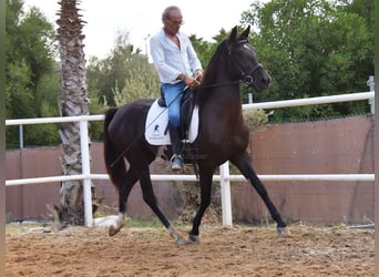 Andalusian, Mare, 3 years, 15.2 hh, Black Andalusian, Mare, 3 years, 15.2 hh, Black