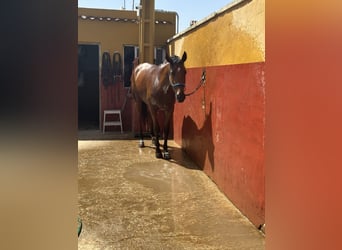 Andalusian, Mare, 3 years, 15.2 hh, Brown