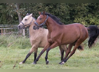 Andalusian, Mare, 3 years, 15.2 hh, Brown