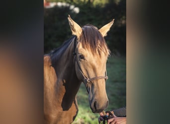 Andalusian, Mare, 3 years, 15.2 hh, Dun