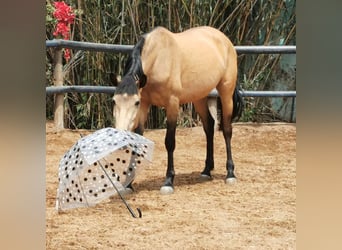 Andalusian, Mare, 3 years, 15.2 hh, Dun