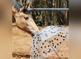 Andalusian, Mare, 3 years, 15.2 hh, Dun