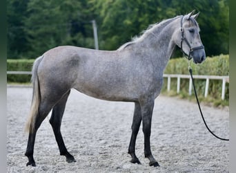 Andalusian, Mare, 3 years, 15,2 hh, Gray-Blue-Tan