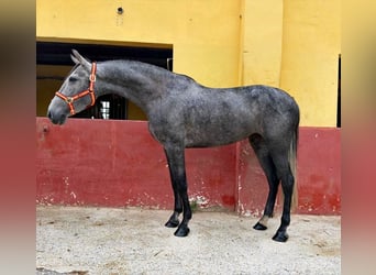 Andalusian, Mare, 3 years, 15.2 hh, Grey