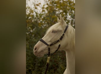 Andalusian, Mare, 3 years, 15.2 hh