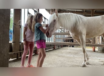 Andalusian, Mare, 3 years, 15.2 hh