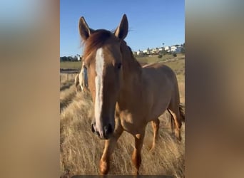 Andalusian Mix, Mare, 3 years, 15.2 hh, Palomino