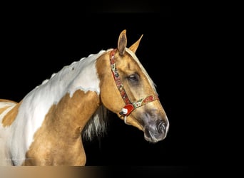 Andalusier, Stute, 3 Jahre, 15,2 hh, Schecke