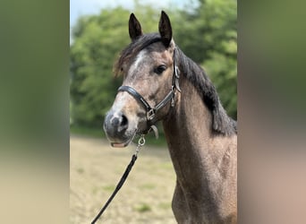 Andalusian Mix, Mare, 3 years, 15.2 hh, Roan-Red