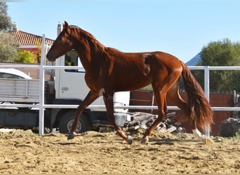 Andalusian, Mare, 3 years, 15.3 hh, Chestnut-Red