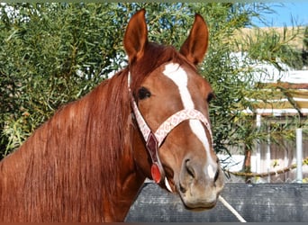 Andalusian, Mare, 3 years, 15.3 hh, Chestnut-Red