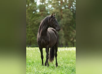 Andalusian, Mare, 3 years, 15 hh, Black