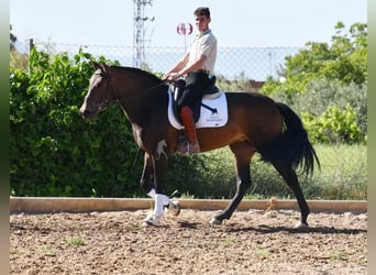 Andalusian, Mare, 3 years, 15 hh, Brown