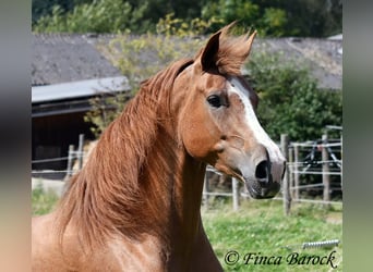 Andalusian, Mare, 3 years, 15 hh, Chestnut-Red