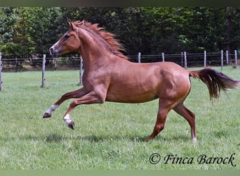 Andalusian, Mare, 3 years, 15 hh, Chestnut-Red