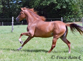 Andalusian, Mare, 3 years, 15 hh, Chestnut-Red