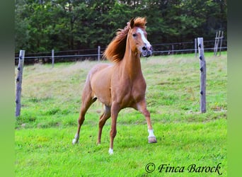 Andalusian, Mare, 3 years, 15 hh, Chestnut-Red