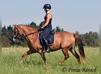 Andalusian, Mare, 3 years, 15 hh, Chestnut-Red