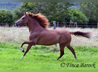 Andalusian, Mare, 3 years, 15 hh, Chestnut-Red