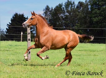 Andalusian, Mare, 3 years, 15 hh, Chestnut-Red