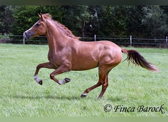 Andalusian, Mare, 3 years, 15 hh, Chestnut-Red