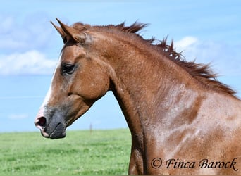 Andalusian, Mare, 3 years, 15 hh, Chestnut-Red