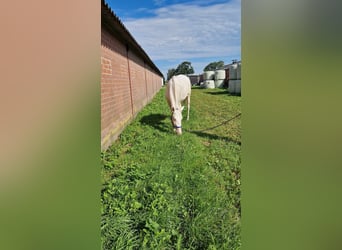 Andalusian, Mare, 3 years, 15 hh, Cremello