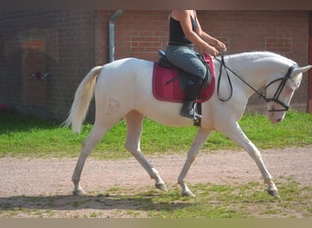 Andalusian, Mare, 3 years, 15 hh, Cremello