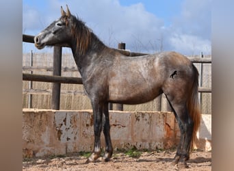 Andalusian, Mare, 3 years, 15 hh, Gray