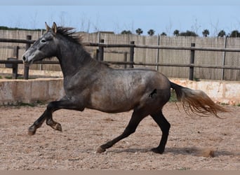 Andalusian, Mare, 3 years, 15 hh, Gray