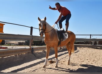 Andalusian, Mare, 3 years, 15 hh, Palomino
