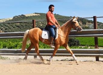 Andalusian, Mare, 3 years, 15 hh, Palomino