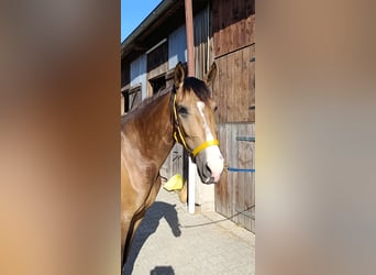 Andalusian Mix, Mare, 3 years, 15,1 hh, Buckskin