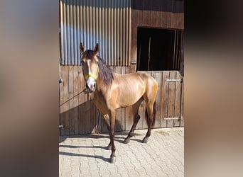 Andalusian Mix, Mare, 3 years, 15,1 hh, Buckskin