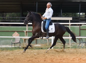 Andalusian, Mare, 3 years, 15,2 hh, Black