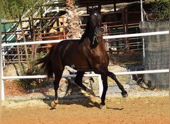 Andalusian, Mare, 3 years, 15,2 hh, Black