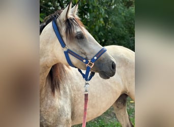 Andalusian, Mare, 3 years, 15,2 hh, Dun