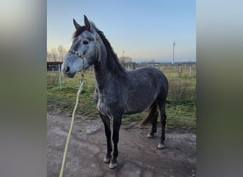 Andalusian, Mare, 3 years, 15,2 hh, Grey-Blue-Tan