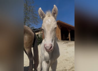 Andalusian Mix, Mare, 3 years, 15,2 hh, Palomino