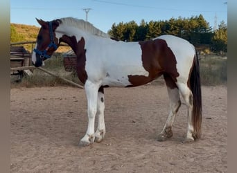 Andalusian, Mare, 3 years, 15,2 hh, Pinto