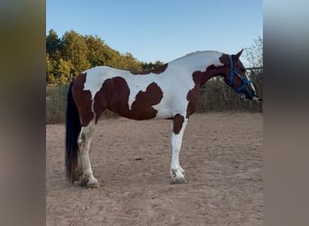 Andalusian, Mare, 3 years, 15,2 hh, Pinto