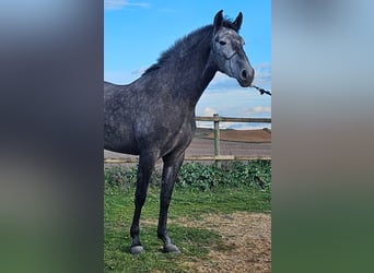 Andalusian, Mare, 3 years, 16.1 hh, Gray