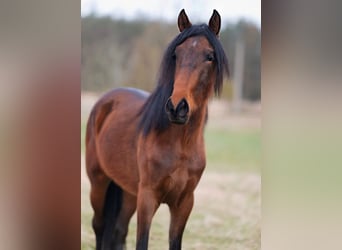 Andalusian, Mare, 3 years, 16 hh, Brown