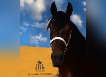 Andalusian, Mare, 3 years, 16,1 hh, Brown