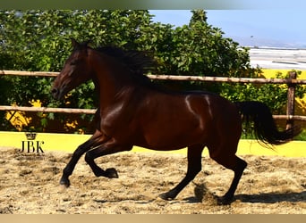 Andalusian, Mare, 3 years, 16,1 hh, Brown
