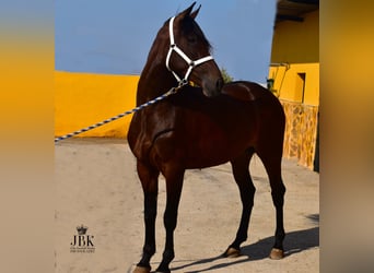 Andalusian, Mare, 3 years, 16,1 hh, Brown